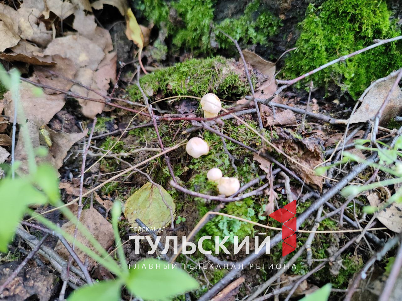 Любители «тихой охоты» раскрыли главные приметы поиска грибов