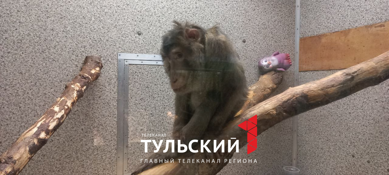 Старейший макак России из Тулы отмечает 31-летие