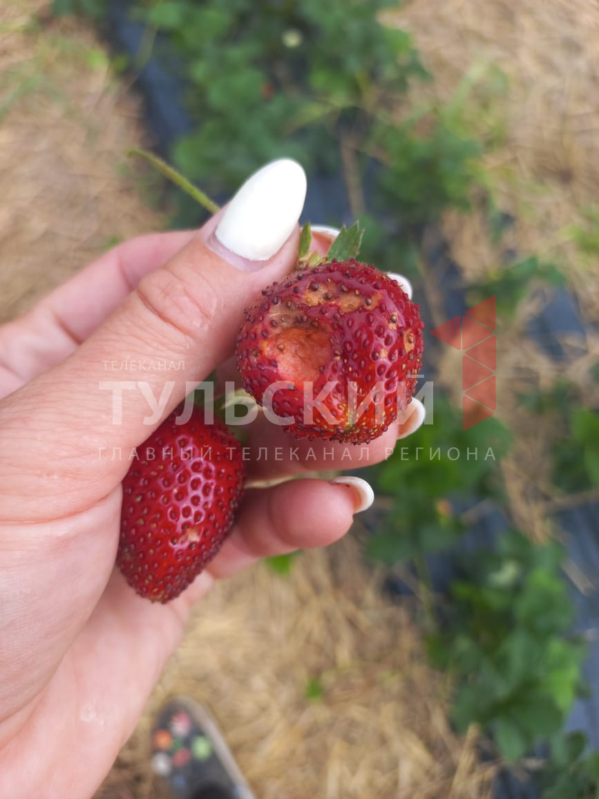 В хозяйстве под Одоевом град уничтожил половину урожая ягод