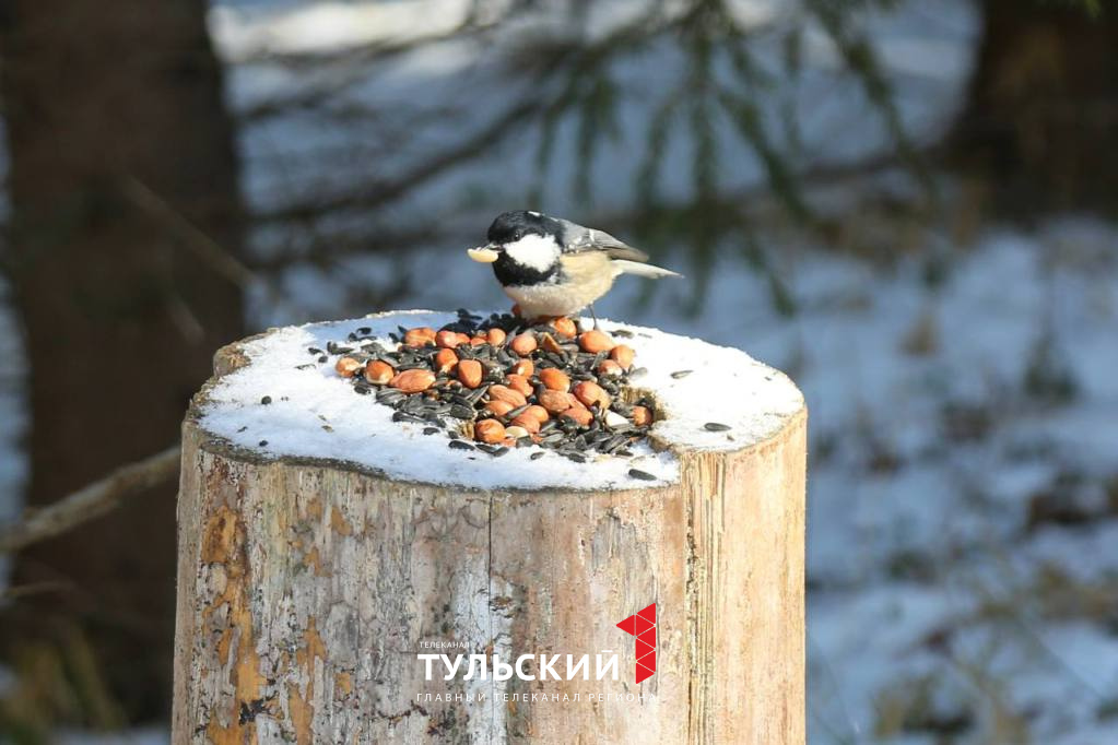 Тульские орнитологи прогнозируют увеличение популяции хищных птиц в 2025 году