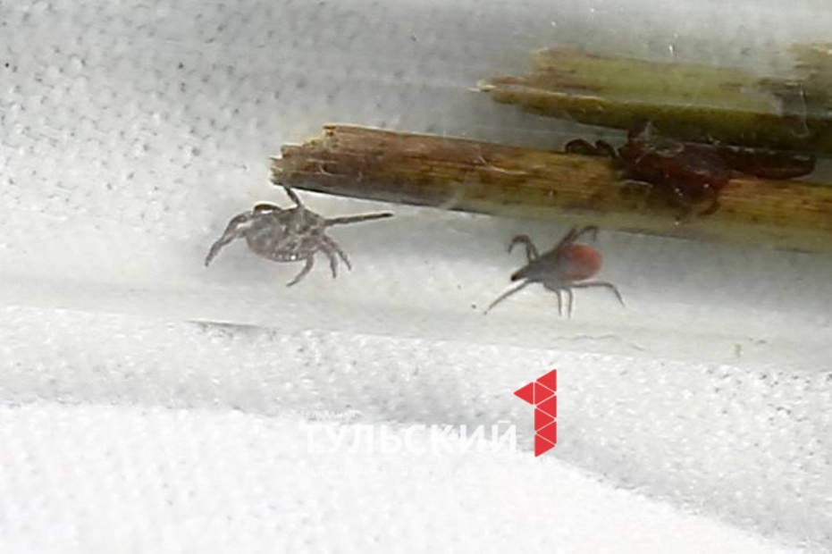 Сколько жителей Тульской области пострадали от укусов клещей за неделю