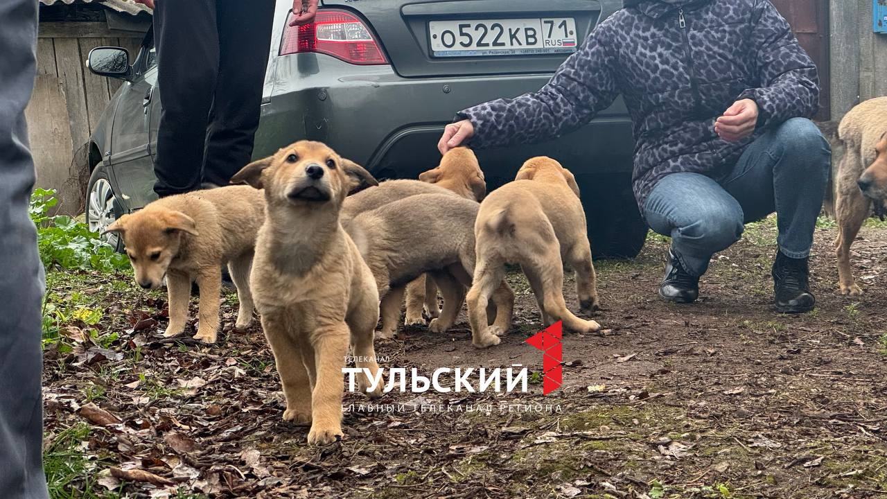В Туле ищут дом для шести брошенных щенков