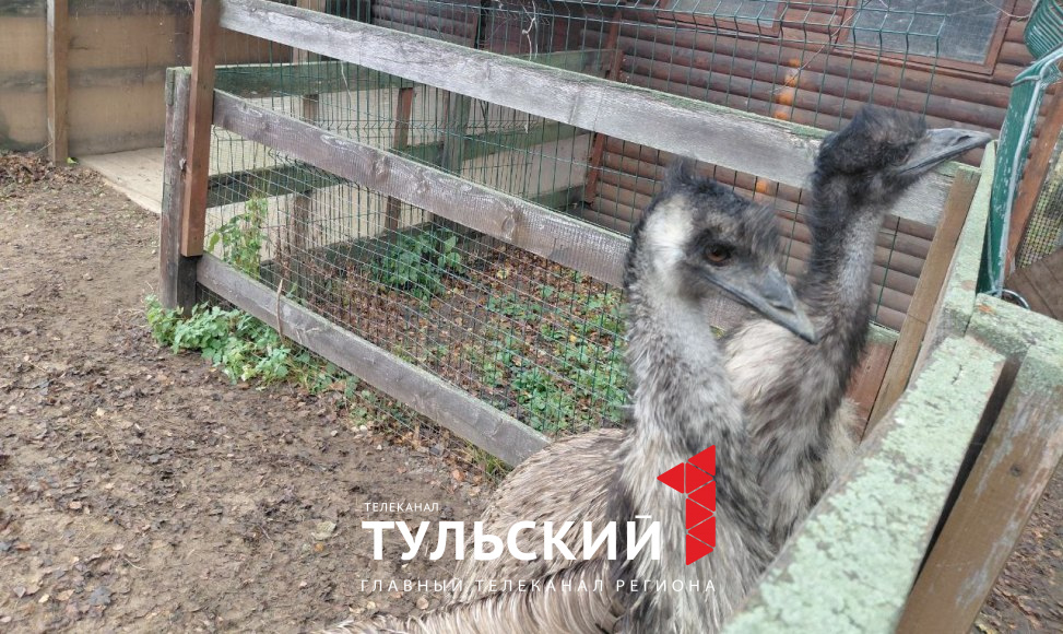 Сотрудники зооуголка рассказали, как будут зимовать страусы в Туле