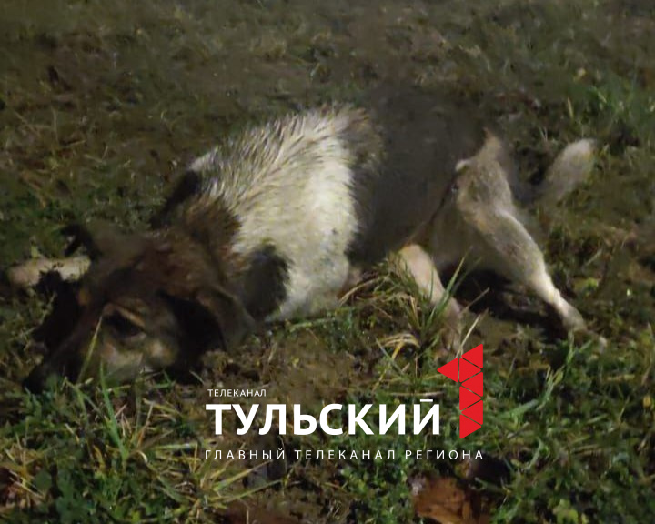 В Туле живодёры продолжают расстреливать собак