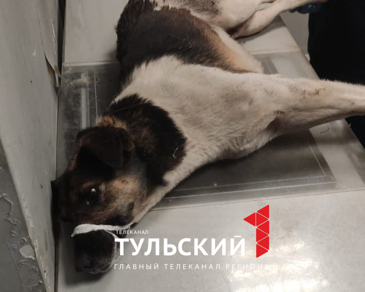 Три пули и рассеченная голова: дворняжка из Тулы нуждается в лечении