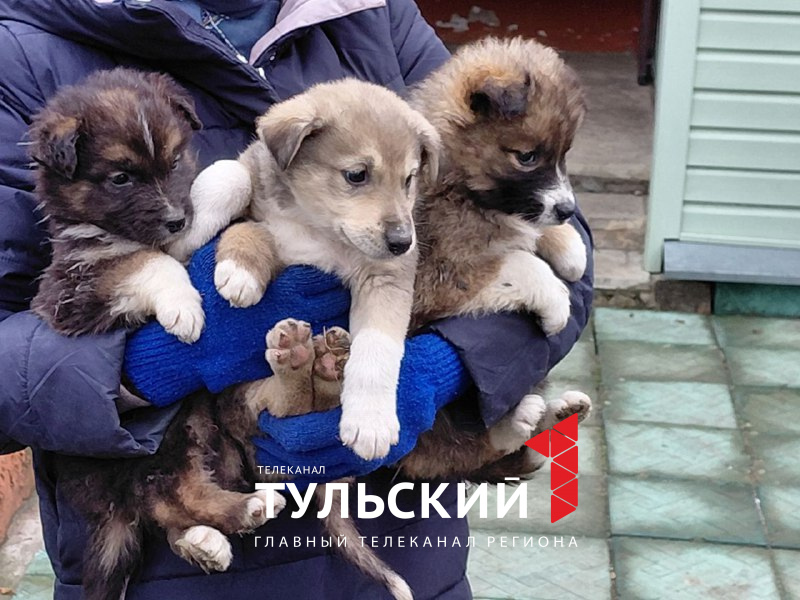 Волонтеры из Тулы спасли пять щенков из болота
