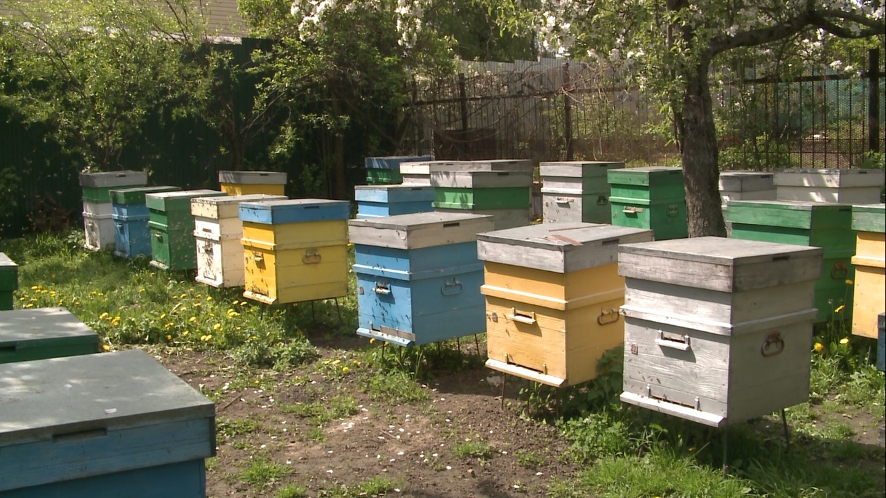 Купить пчел на озоне. Пасека Тульская область. Пчеловодство в Тульской области. Лавка Пчеловодство. Пасека в мае.