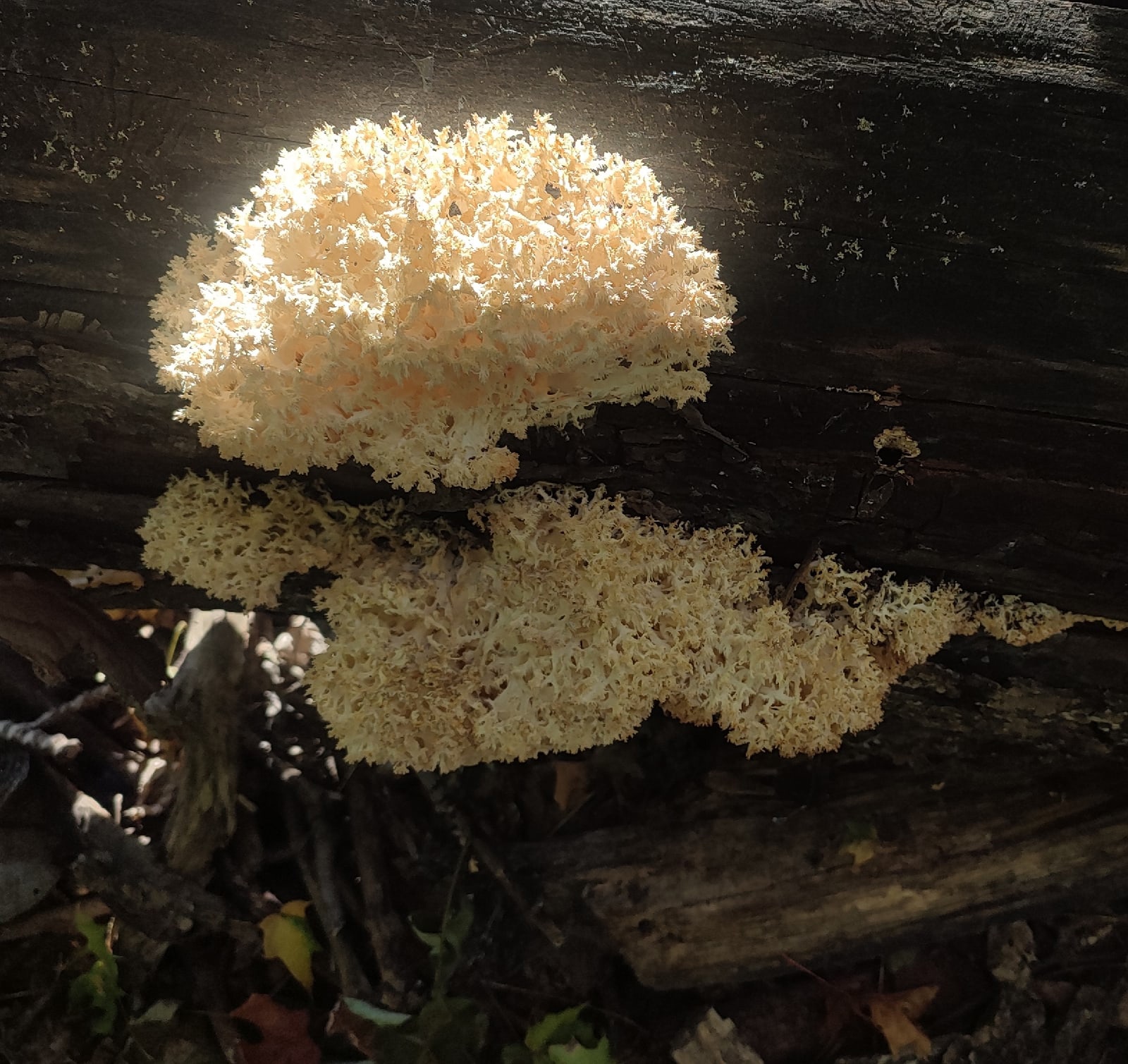 Туляки нашли редкий краснокнижный гриб в усадьбе Федяшево в Ясногорском районе