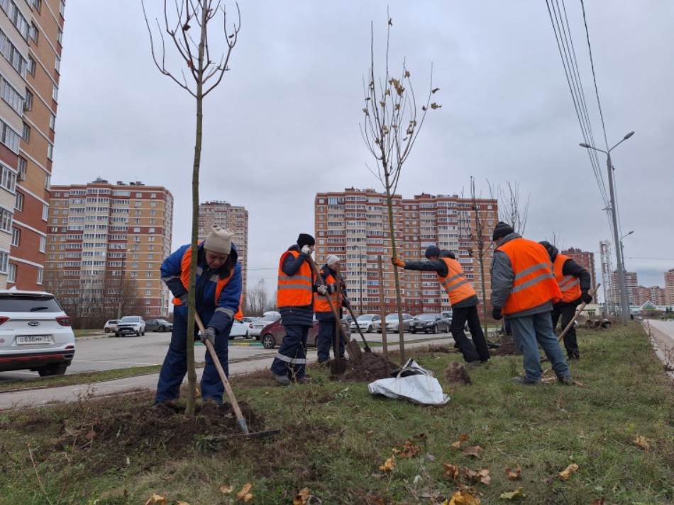 На каких улицах в Туле появятся новые деревья