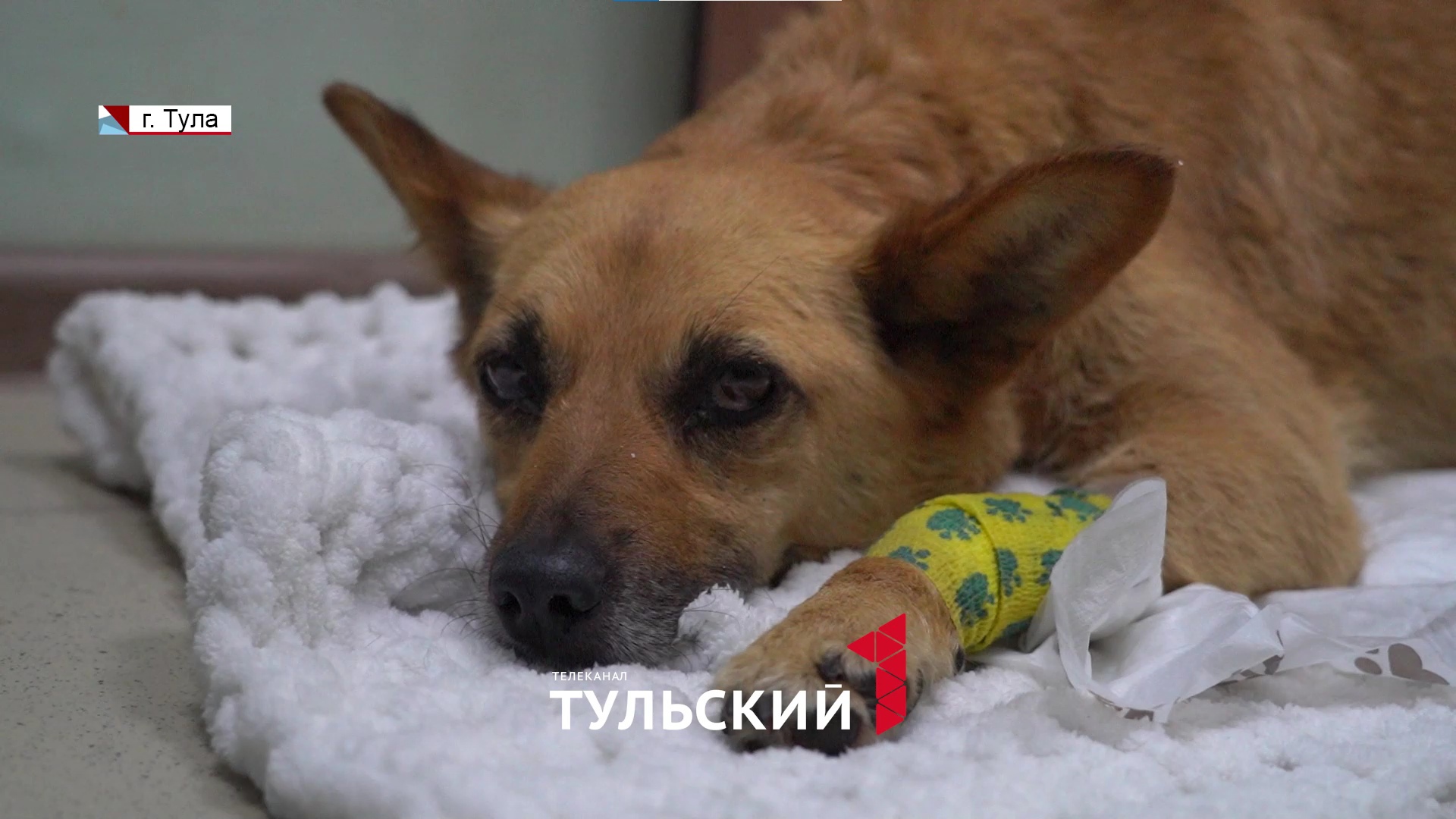 В Новомосковске собаку со сломанным позвоночником бросили умирать под дождем