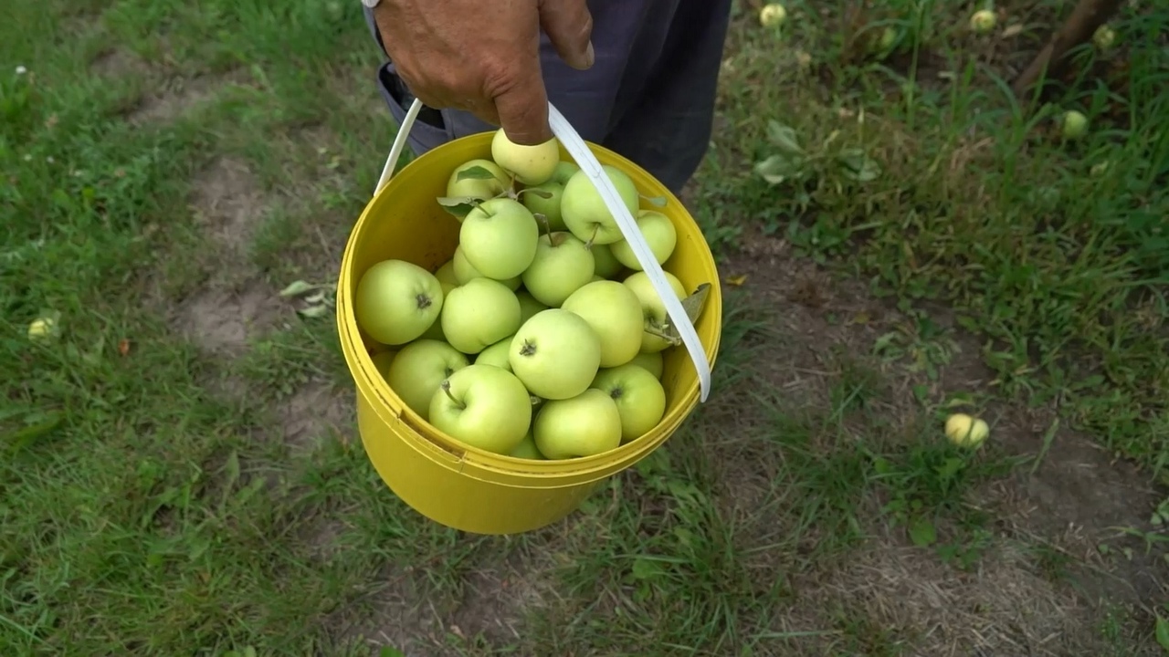 В Тульскую область поступило 78 тонн карантинных яблок