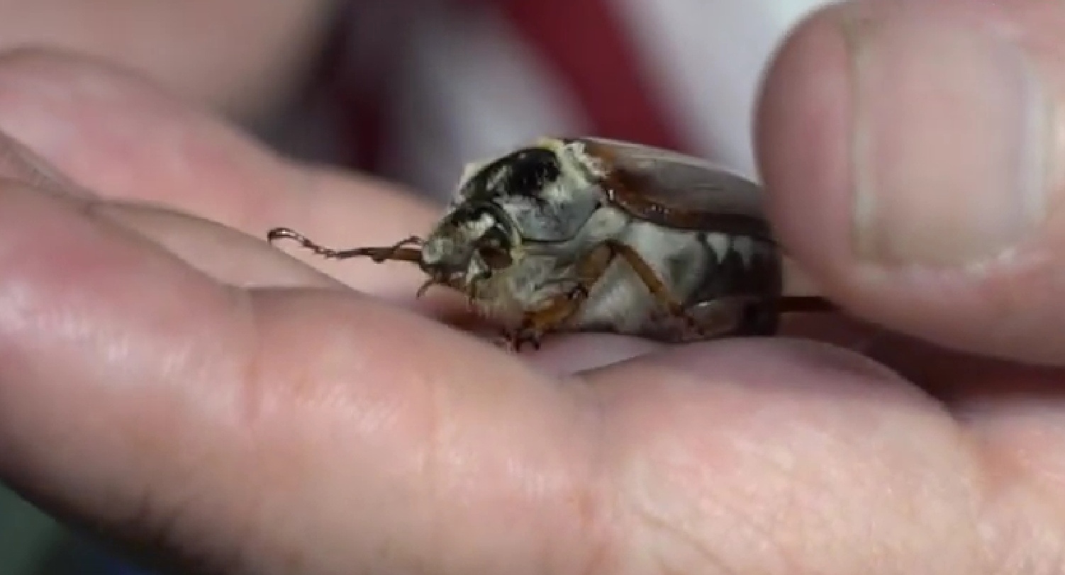Аномалия или норма: энтомолог рассказал, куда пропали майские жуки