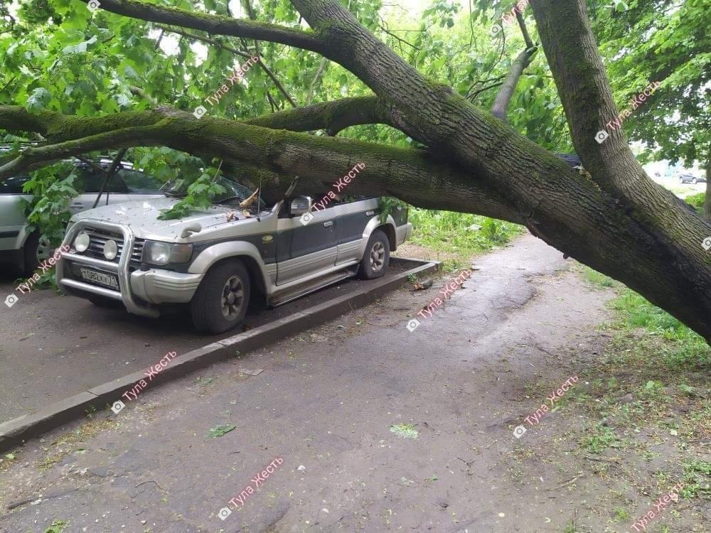В Туле на машину упало дерево