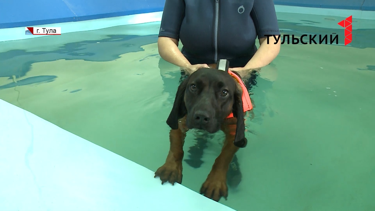 Спасательный жилет и бассейн: как собаководы готовят четвероногих к выставкам
