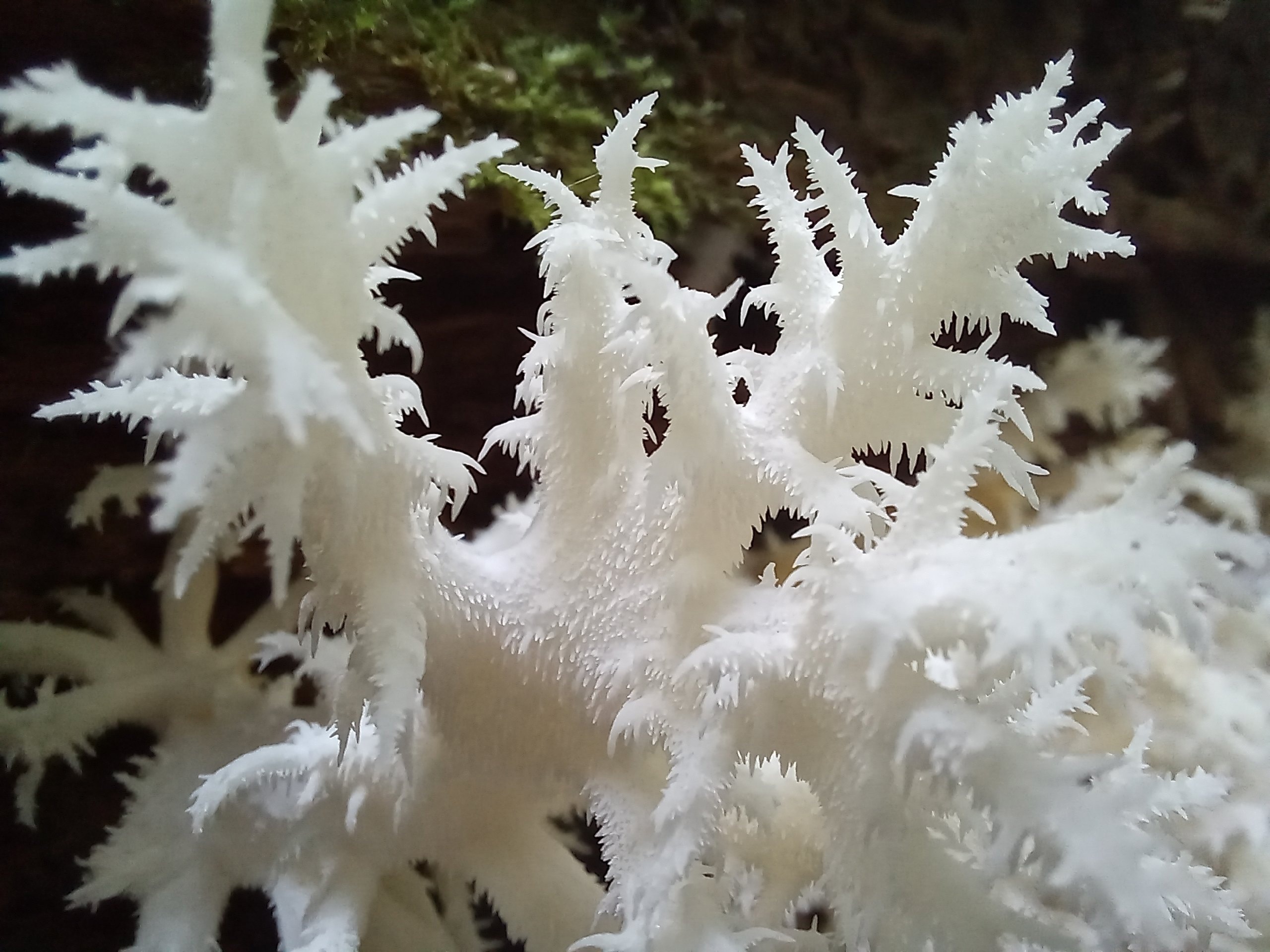 В Ясногорском районе нашли редкие грибы-кораллы