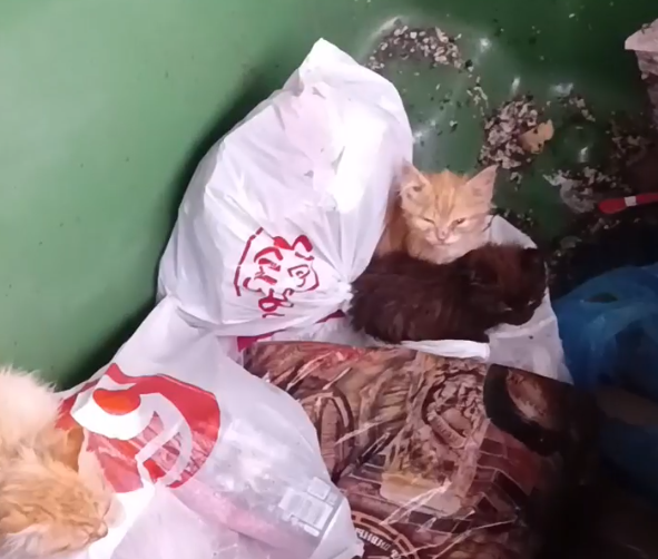 Жители Венева нашли в мусорном баке 3 котят