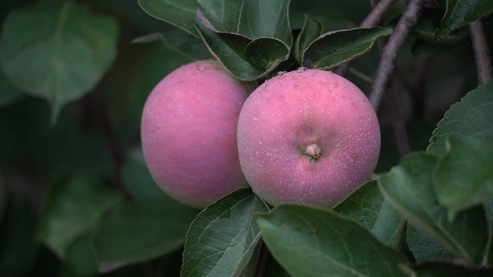 Рекордный урожай яблок в Тульской области может обернуться потерями для фермеров