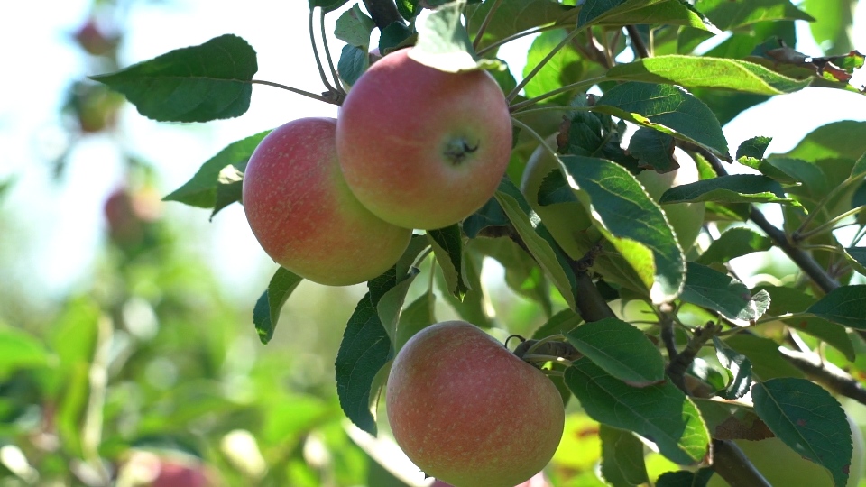 В Тульской области сдвинулись сроки созревания фруктов: как это скажется на урожае