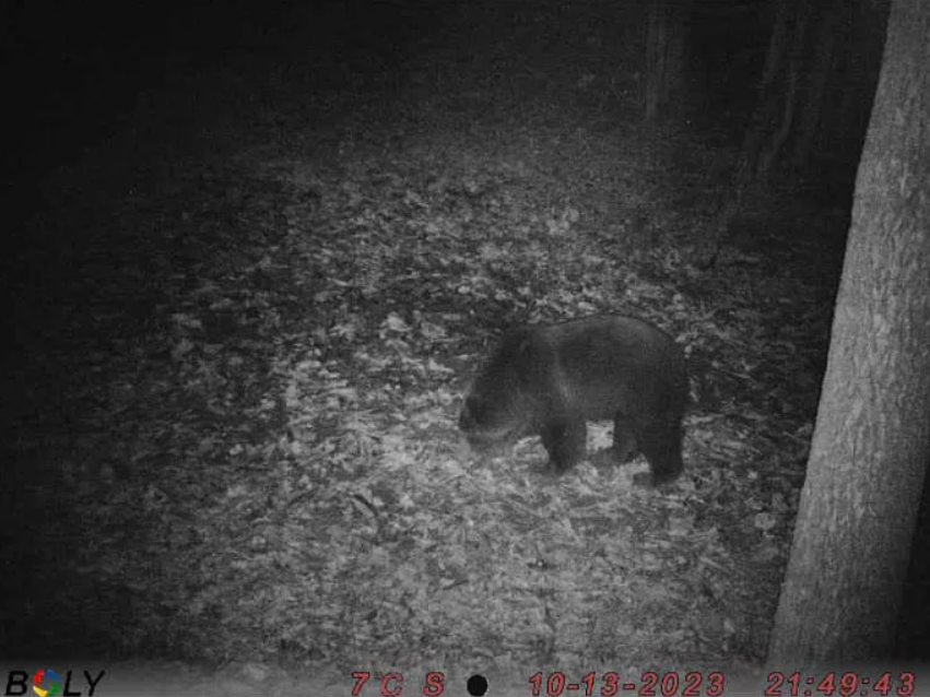 В Тульской области заметили медведя: он мог остаться в регионе на зимовку