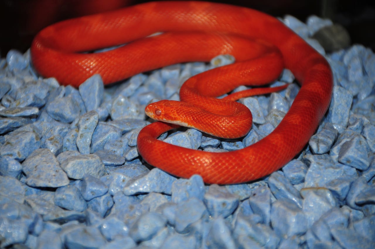 Тулячка нашла под шкафом в своей квартире экзотическую змею