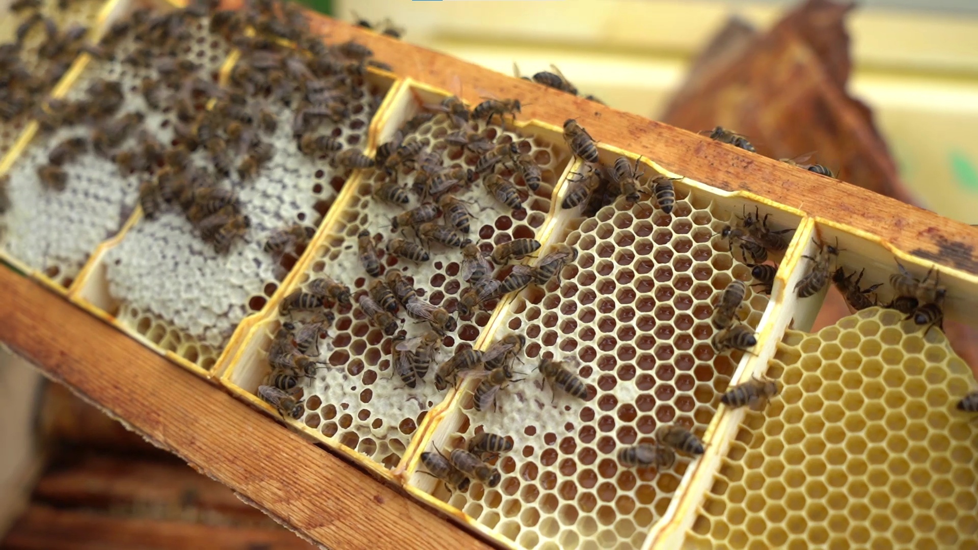 Фермеру из Тульской области выплатят 1,8 млн рублей за гибель пчел