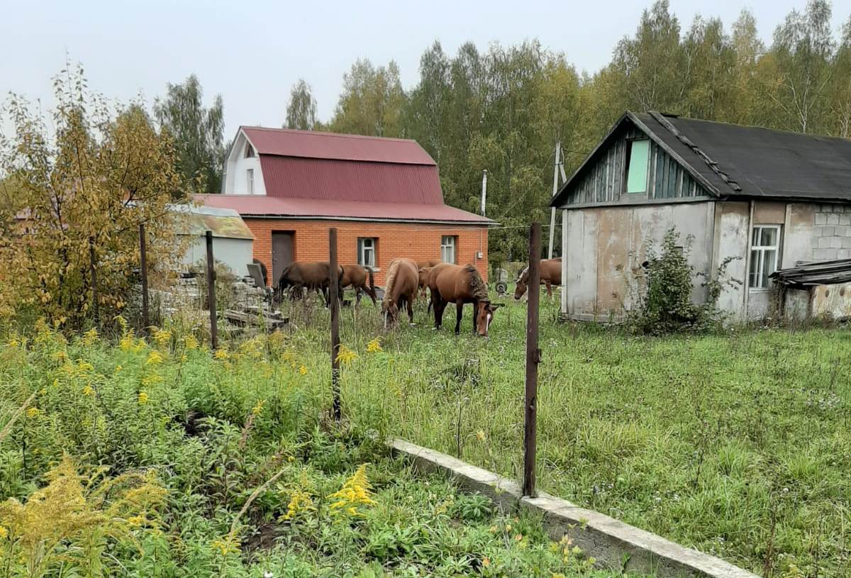 Под Тулой табун лошадей вытаптывает огороды целого села 