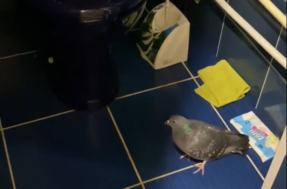 Незваный гость: в квартире жительницы Богородицка поселился голубь