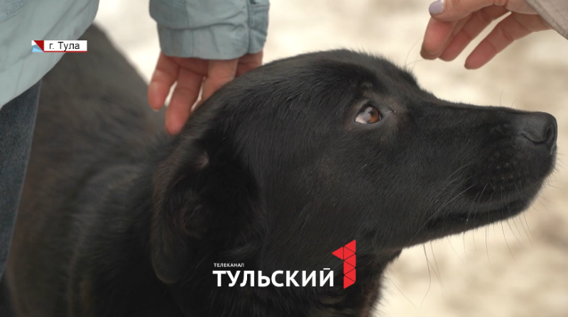 Пострадавшей от догхантеров в Щекине собаке ищут хозяев