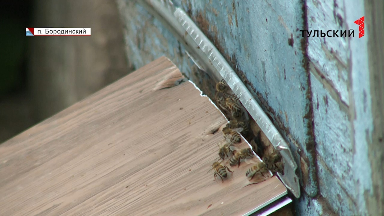 В тульском поселке на дачников напали пчелы: женщина попала в больницу