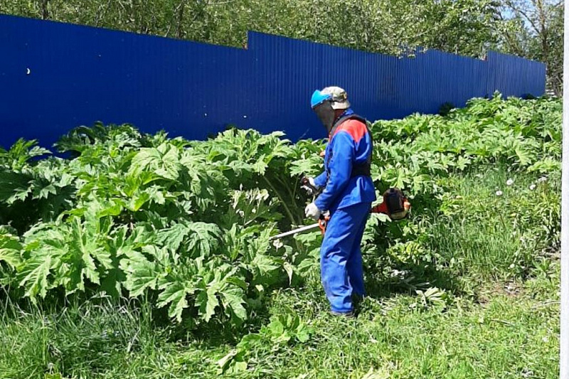 В Туле начали борьбу с борщевиком