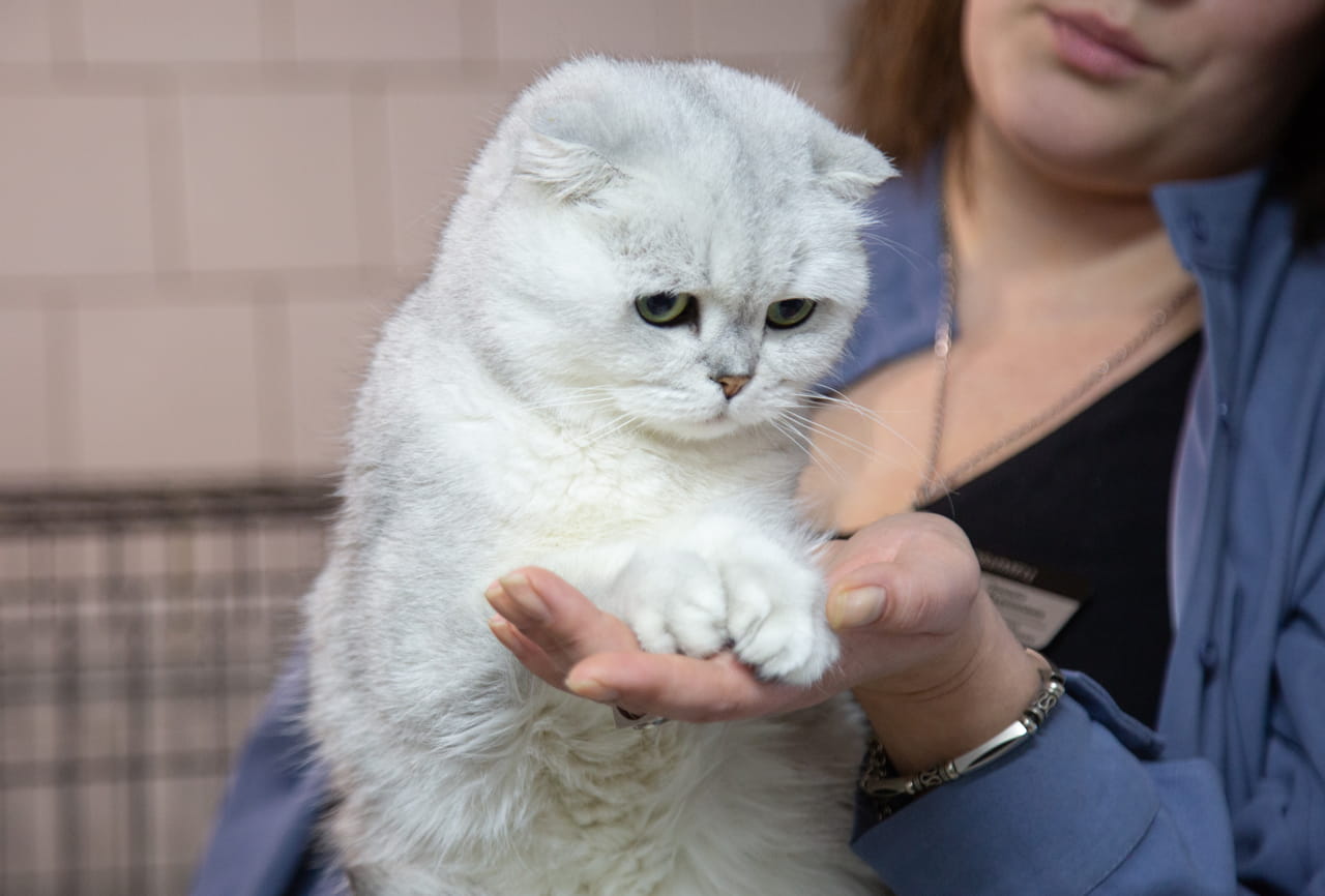 Владимир Путин подписал закон о запрете самовыгула кошек и собак