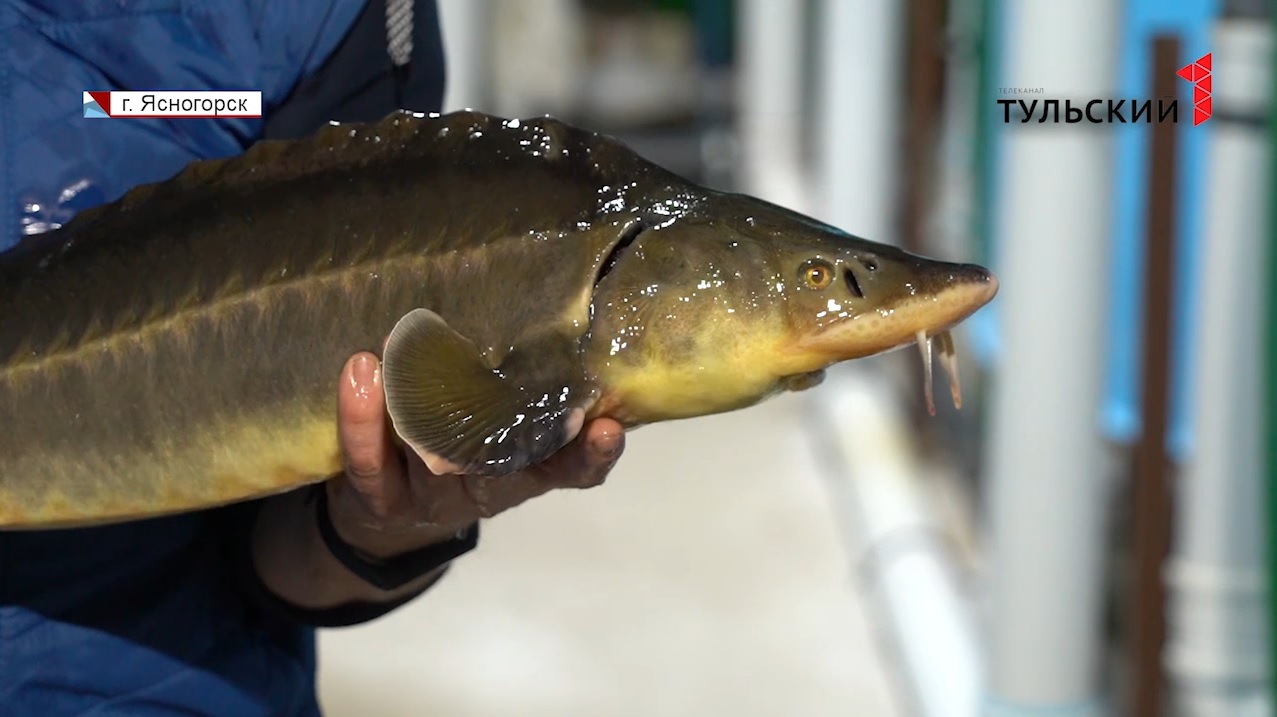 Как рыбные хозяйства в Тульской области готовятся к новогодним праздникам