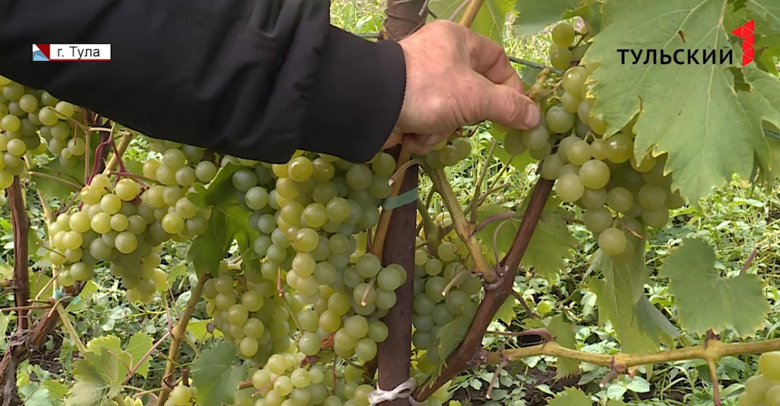 Опоры для виноградных кустов из Тульской области будут поставлять в Армению