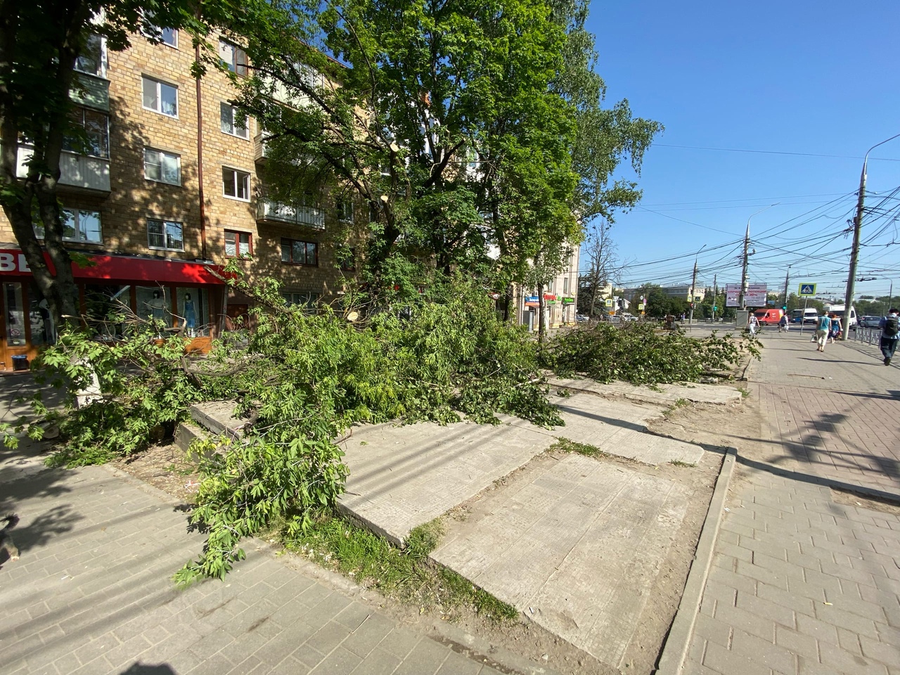 По какому принципу пилят и кронируют деревья в Туле