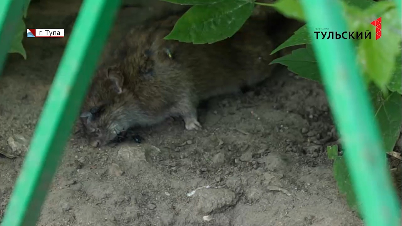 В Туле Заречье атакуют крысы