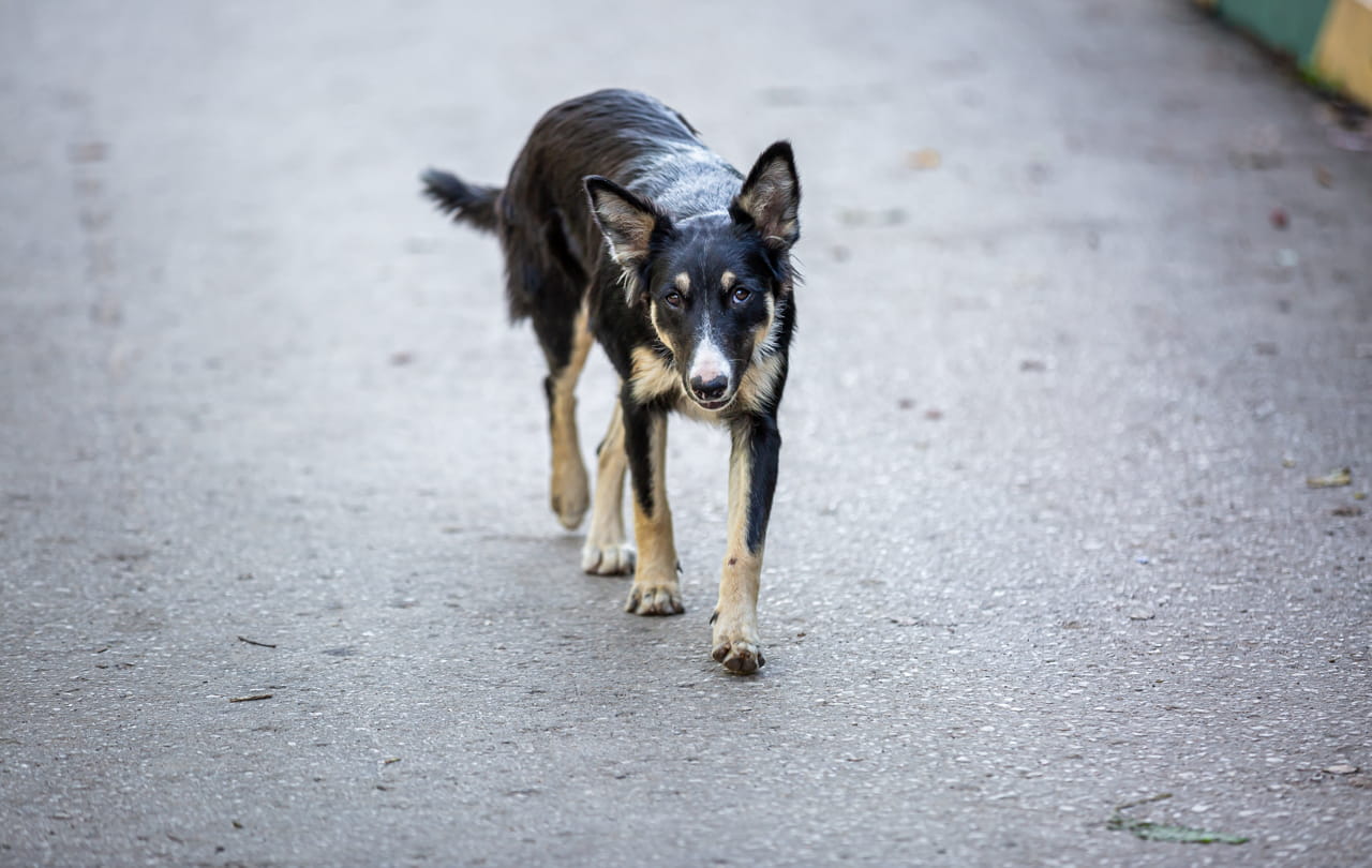 В Ясногорске бездомные собаки покусали троих детей