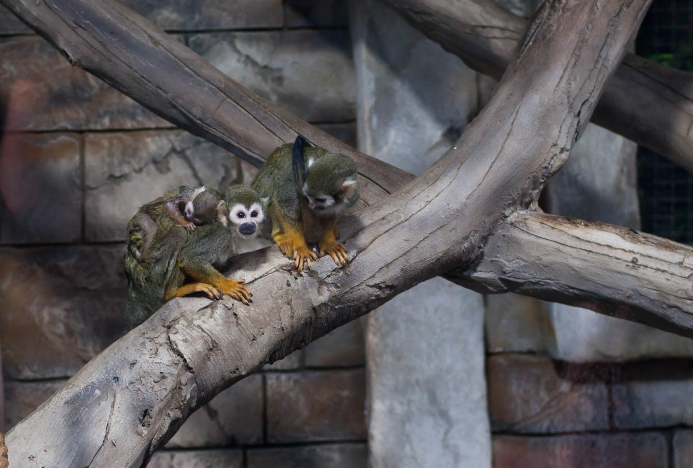 В Тульском Экзотариуме у семьи беличьих обезьян появился малыш