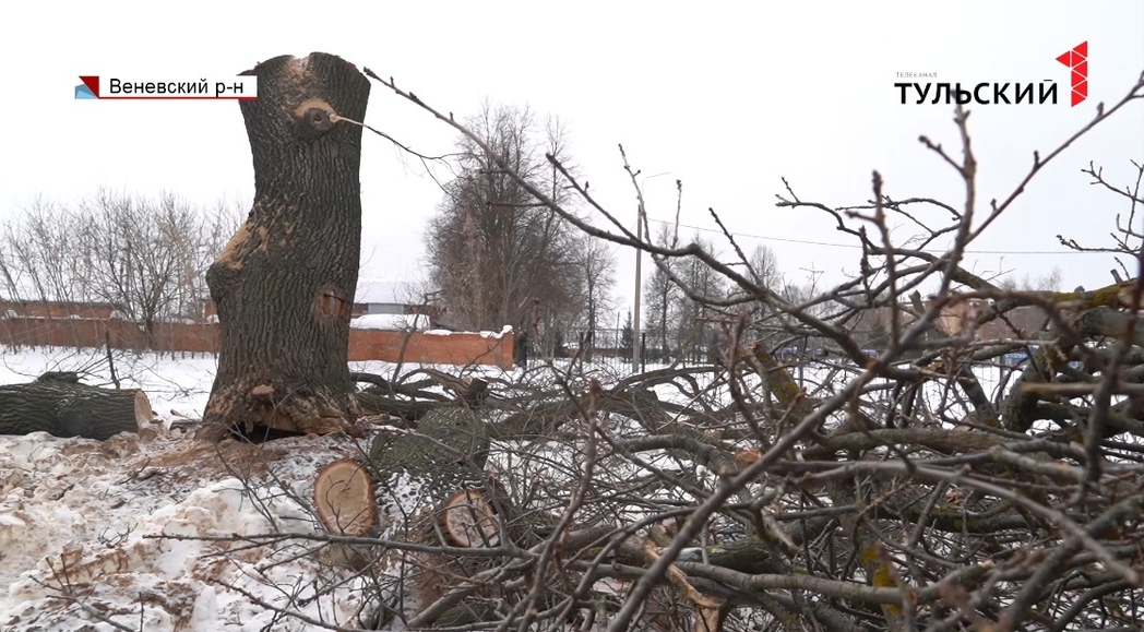 Дерево раздора: почему был уничтожен 300-летний «Монастырский дуб» в Веневе