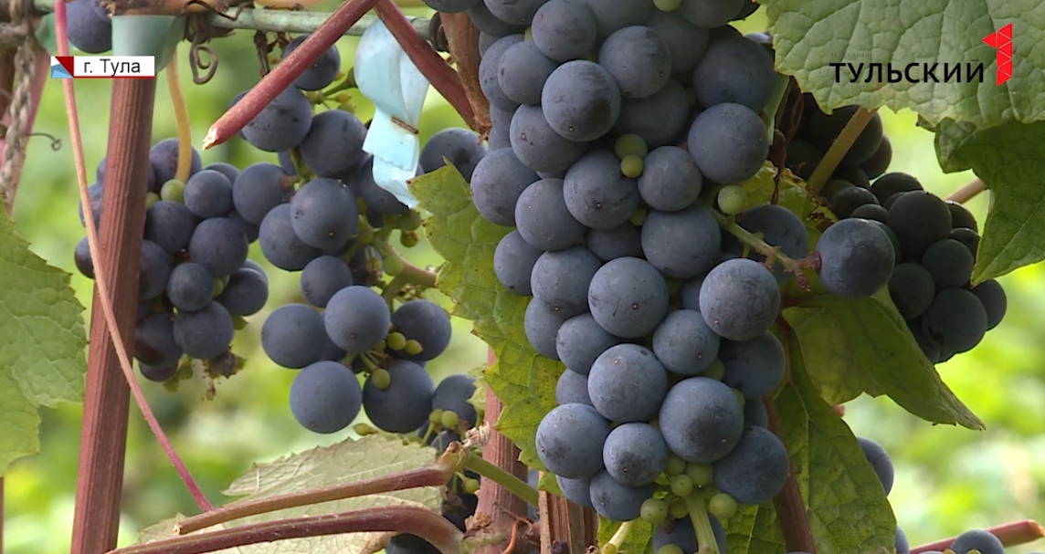 Тульский селекционер вывел новый вид винограда