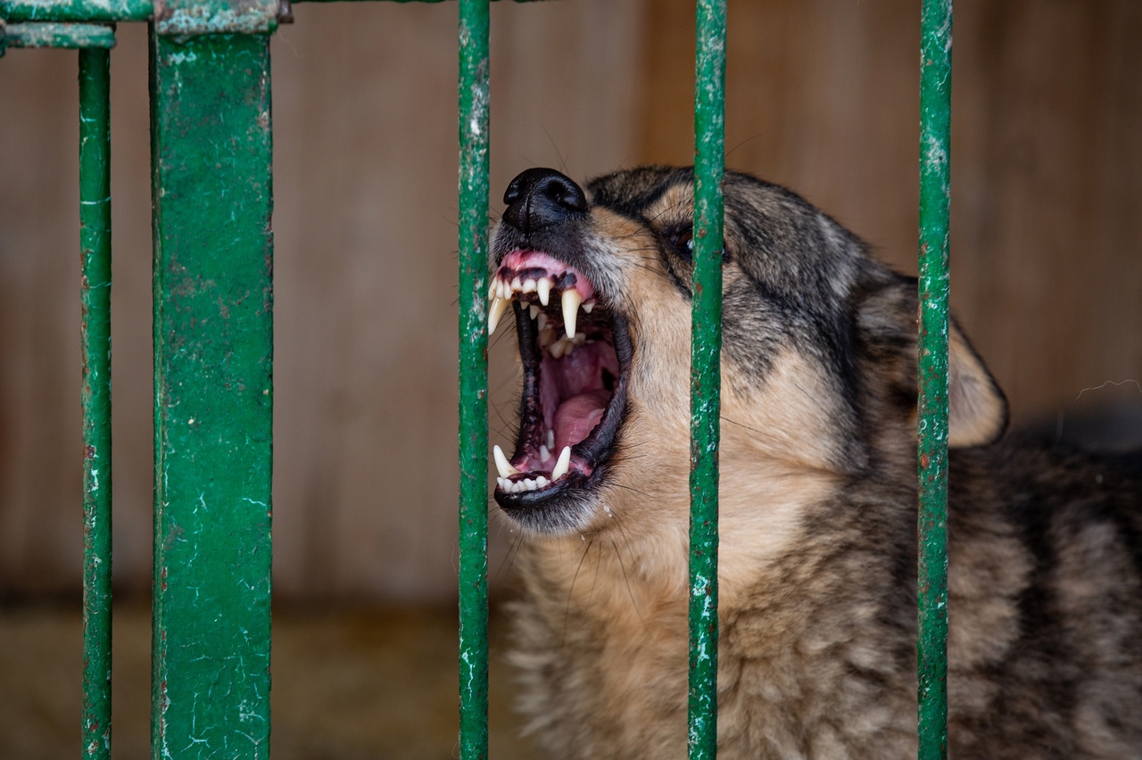 В Тульской области объявлен карантин из-за бешенства животных