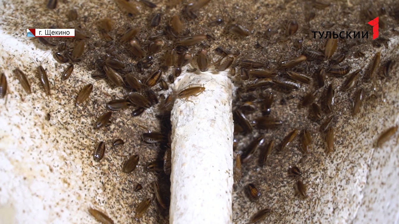 Туляки вышли на войну с тараканами: что делать, если источник экзотической живности соседи