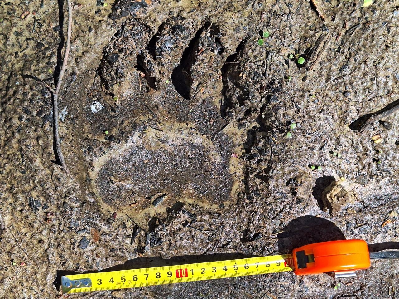 На границе Тульской и Калужской областей нашли медвежьи следы
