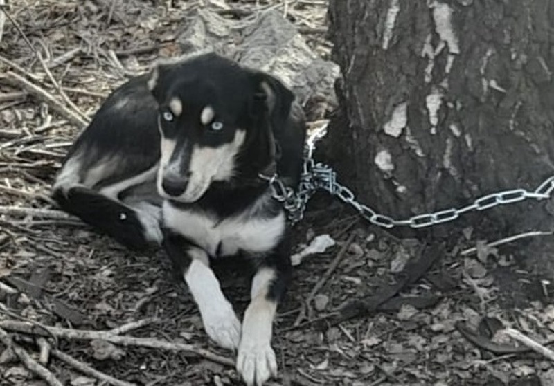 В Кимовске собаку цепью привязали к дереву