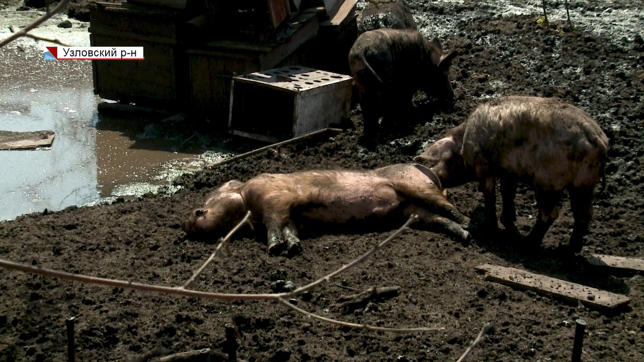 Под Узловой соседи нерадивого фермера утопают в грязи и навозе: как найти управу на хозяина животных 