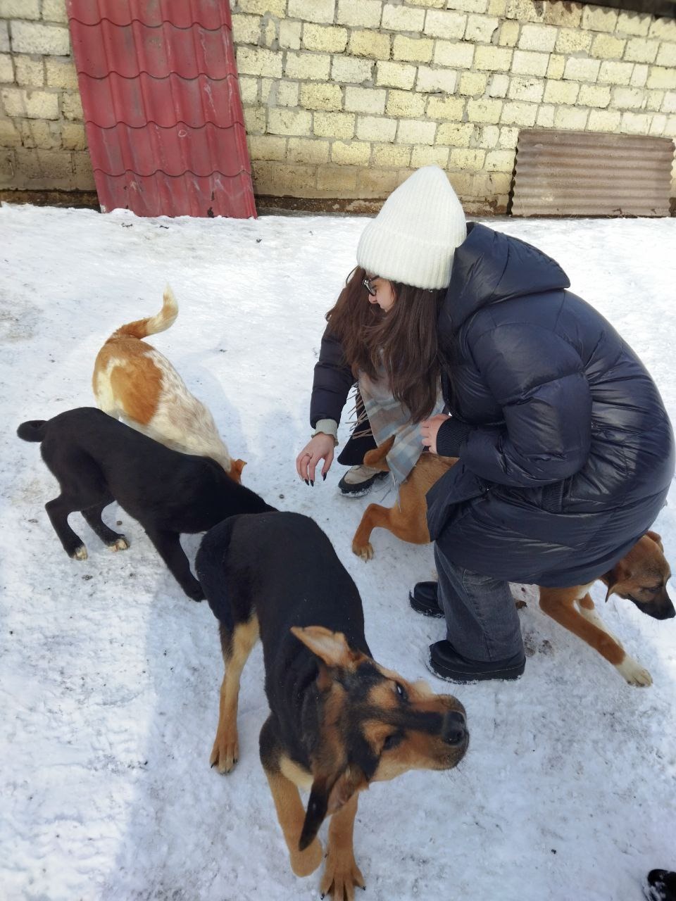 Подарки для хвостов: в Туле школьники собрали и передали помощь приюту  «Любимец» - Новости Тулы и области - 1tulatv