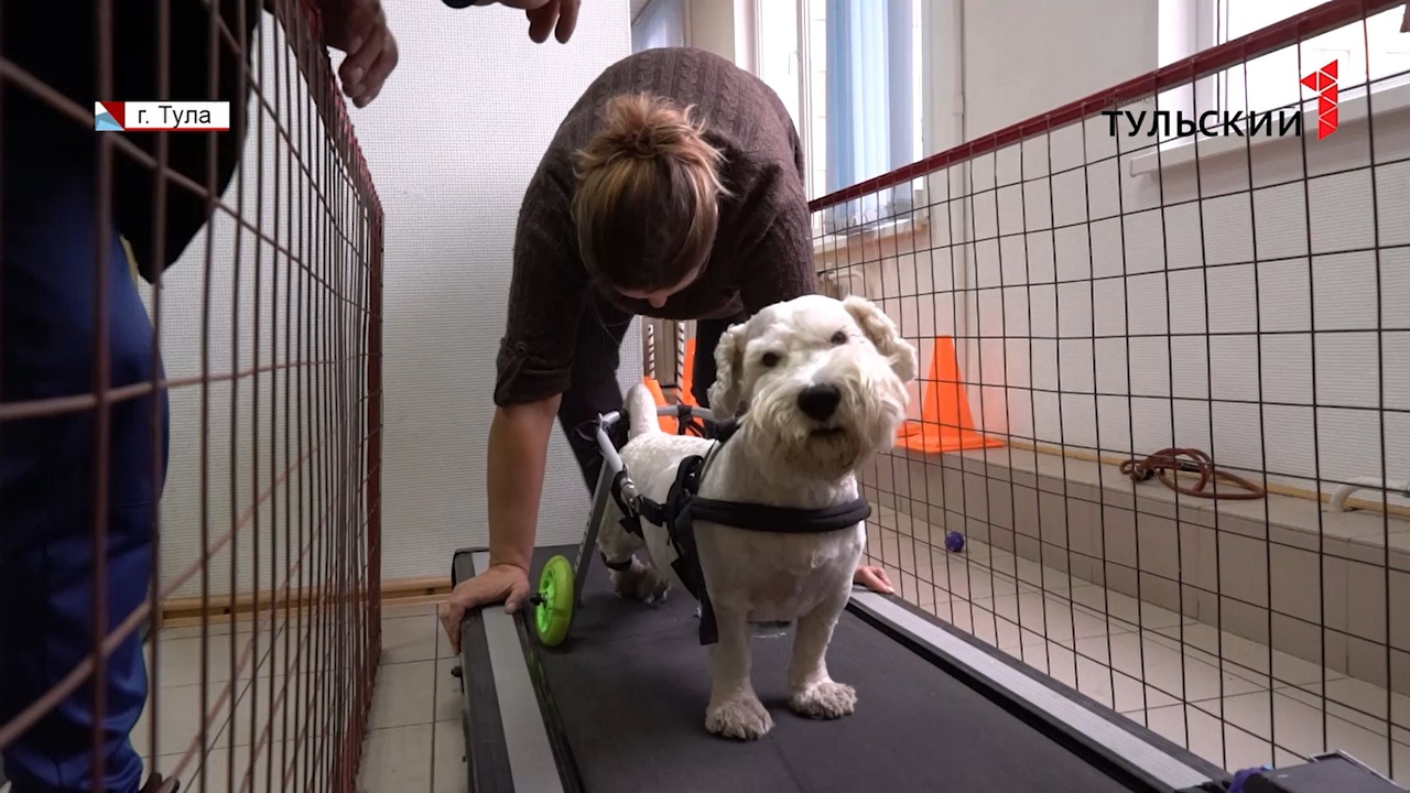 В Туле собак учат заново ходить после тяжелых травм и операций