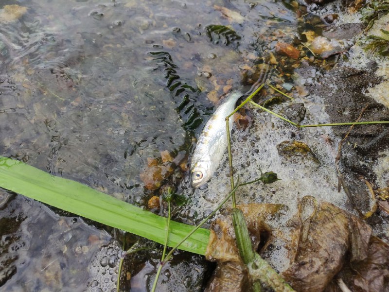Причины массовой гибели рыбы в Любовском водохранилище выясняет Министерство природы