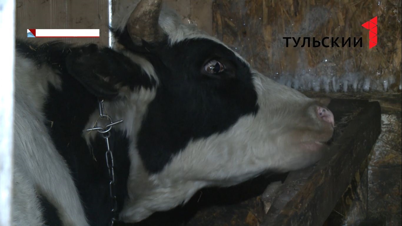 Жителя Тульской области задержали за кражу быка