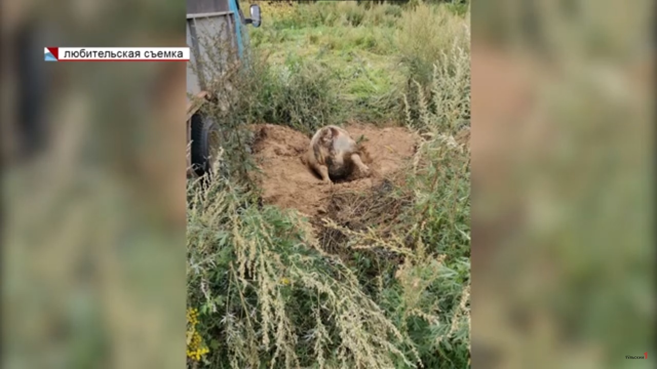 В Суворовском районе ввели карантин по африканской чуме свиней