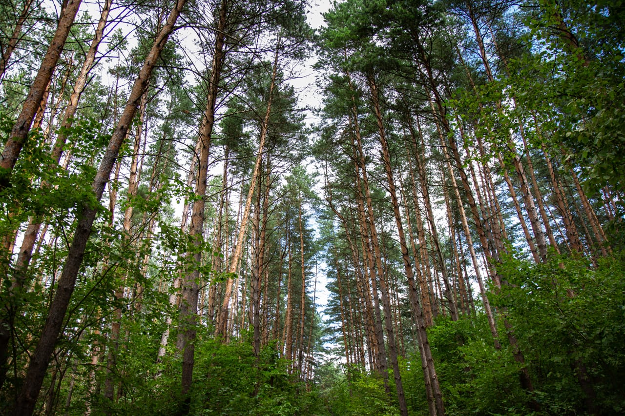 С 1 мая леса Тульской области начнут патрулировать с воздуха